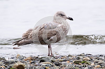 Marine bird Stock Photo