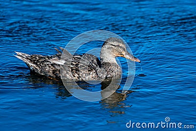 Marine bird gliding along lagoon surface Stock Photo