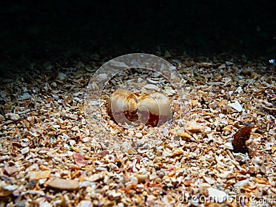 Marine bivalve mollusk, Bivalvia. Loch Carron, Scotland Stock Photo