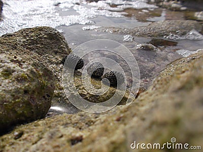 Marine conch marine mollusc of turtle island in the coastal zone beach caldera / venezuela Stock Photo