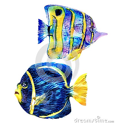 Marine coral reef fish, isolated. Colorful tropical sea fishes, closu-up, hand drawn watercolor illustration on white Cartoon Illustration