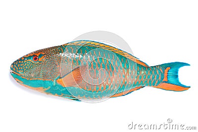 Marine fish Stock Photo