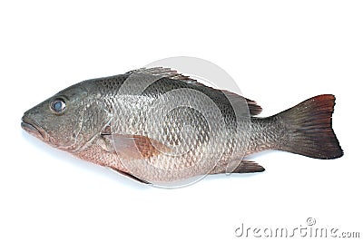 Marine fish Stock Photo