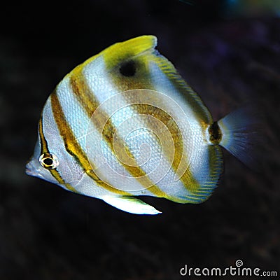 Marine Fish Stock Photo