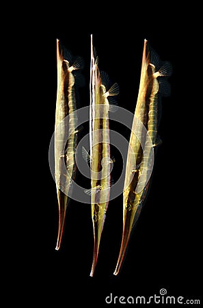 Marine fish, azorfish isolated on black Stock Photo