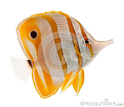 Marine fish, beak coralfish, copperband butterflyf Stock Photo