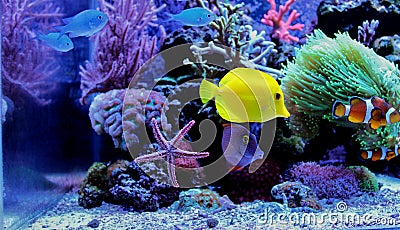 Marine Fish in Marine aquarium Stock Photo