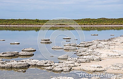 Marine Fossils in Lake Thetis Stock Photo