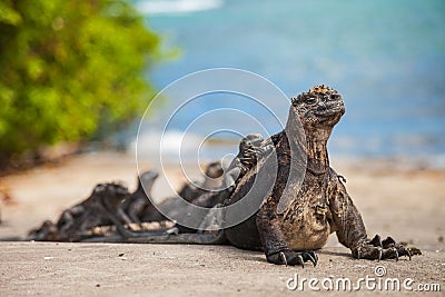 Marine iguana Stock Photo