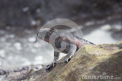 Marine iguana looking away Stock Photo