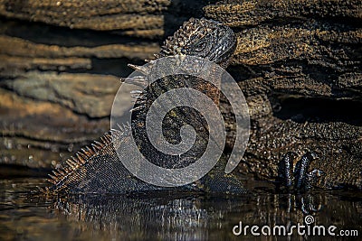 Marine iguana returning to shore after feeding, Santiago Island, Galapagos Stock Photo