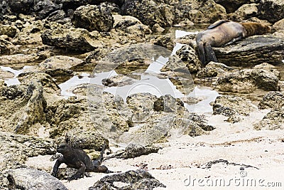 A Marine Iguana & Sea Lion Stock Photo