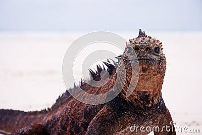 Marine iguana on white beach. Stock Photo