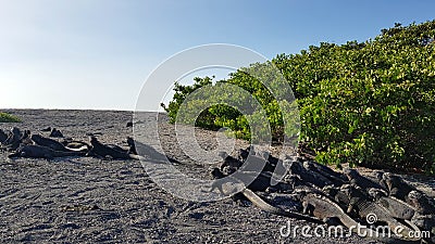 Marine Iguanas basking in the sun on black stones, Fernandina, Galapagos Stock Photo