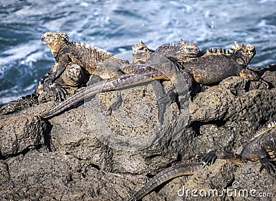 Marine iguanas laze in the afternoon sun on Isla Santiago, Galapagos, Ecuador Stock Photo