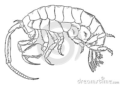 Marine Isopod, vintage illustration Vector Illustration