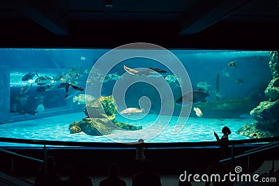 Marine life in aquarium Chonburi ,Thailand. Editorial Stock Photo