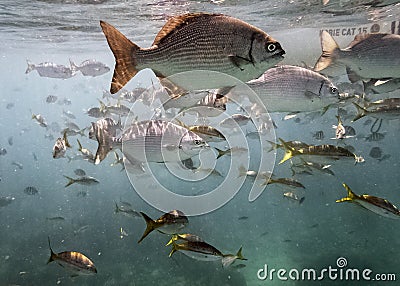 Marine life in Atlantic Ocean on Cuban coast Editorial Stock Photo