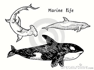 Marine life collection. Great Hummerhead shark, Killer whale Orca, Bottlenose dolphin side view. Ink black and white doodle Vector Illustration