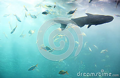 Marine life fish swimming underwater ocean colorful - Various types fish tank in big aquarium freshwater Stock Photo