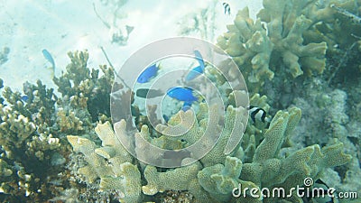 Marine Life in Coral Reef of Raja Ampat Stock Photo