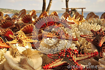 marine life stars, shells and snails Stock Photo