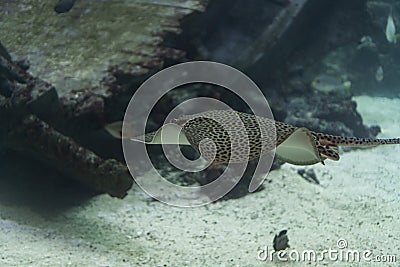 Marine life, stingray with dot pattern swimming in water with an underwater Stock Photo