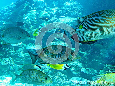 Marine life of tropical Townsville Stock Photo