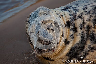 Marine Lion in Santander Stock Photo