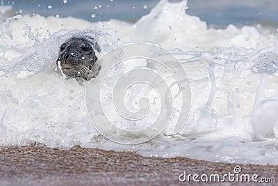 Marine mammal. Nature and the environment. Seal in white surf Stock Photo