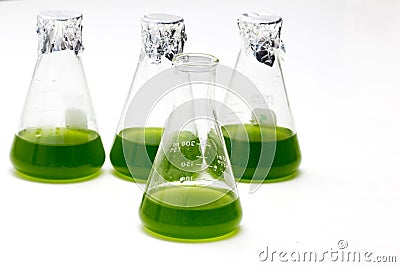 Marine plankton or Microalgae culture into Erlenmayer flask in Stock Photo