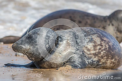 Marine pollution and animal welfare. Seal choking on fishing line Stock Photo