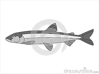 Marine, river fish on an isolated background Vector Illustration