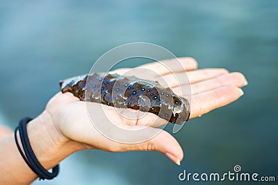 Marine sea lies on the hand, only the marine delicacy on the drawn out Palm, Stock Photo