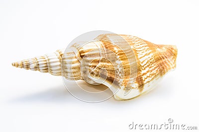 Marine sea shell Stock Photo