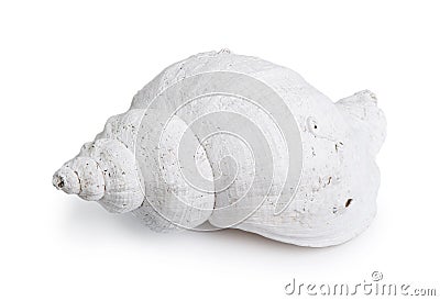 Marine sea shell Stock Photo