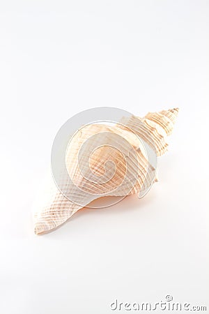 Marine sea shell Stock Photo