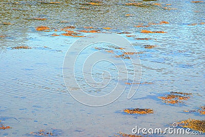 Marine shallow water with floating kelp algae. White sea. Russia Stock Photo