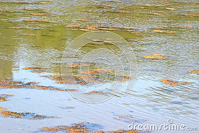 Marine shallow water with floating kelp algae. White sea. Russia Stock Photo