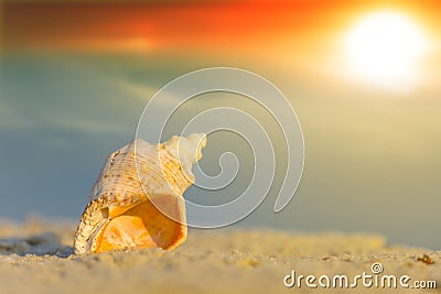 Marine shell lie on sandy sea beach at the sunset Stock Photo