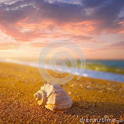 marine shell on sandy sea beach at the sunset Stock Photo