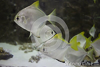 Marine tropical fish swims in the ocean water in the aquarium Stock Photo