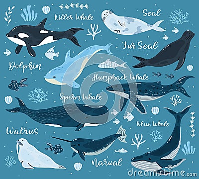 Marine whales. Dolphin, killer whale, narwhal, sperm whale and walrus, ocean undersea world animals. Underwater mammals Vector Illustration