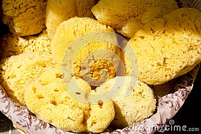 Marine yellow bath sponge pattern Stock Photo