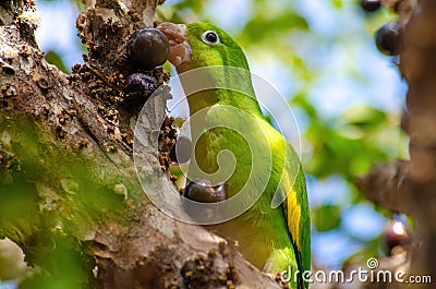 Maritaca, Brazilian bird eating jaboticaba or jaboticaba. selective focus Stock Photo