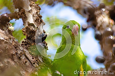 Maritaca, Brazilian bird eating jaboticaba or jaboticaba. selective focus Stock Photo