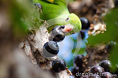 Maritaca, Brazilian bird eating jaboticaba or jaboticaba. selective focus Stock Photo