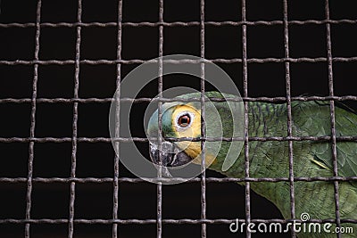 Maritaca, Brazilian bird of the parrot species. Trapped animal, smuggling and illegal sale of wild animals Stock Photo