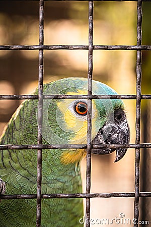 Maritaca, Brazilian bird of the parrot species. bird trapped in a large cage, smuggling and illegal sale of wild animals Stock Photo