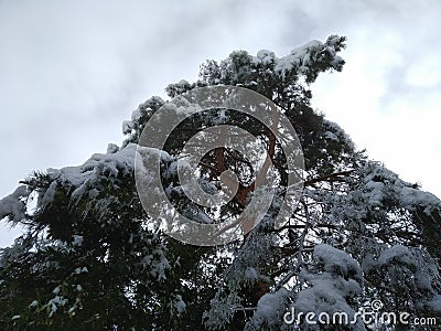 a maritime pine full of snow and ice Stock Photo